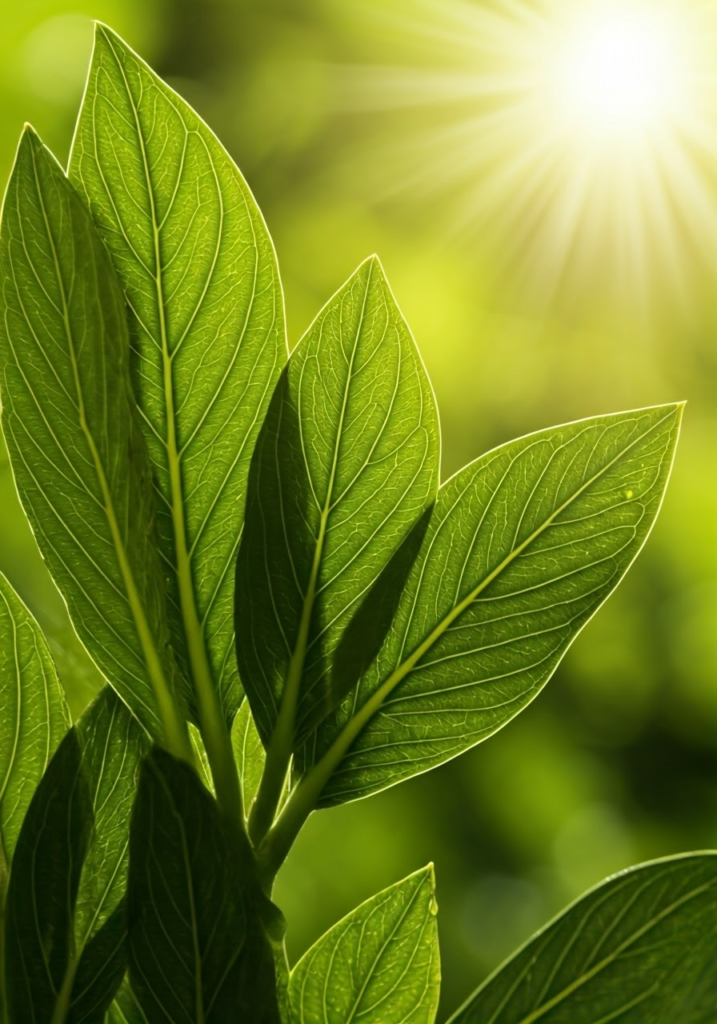 An educational infographic on Nutrition in Plants featuring: Photosynthesis: Diagram of leaf structure (chloroplasts, stomata) with sunlight → glucose equation Nutrition Modes: Autotrophs (photosynthesis) vs. heterotrophs (parasitic, insectivorous plants) Essential Nutrients: Nitrogen, phosphorus, potassium roles in plant growth.