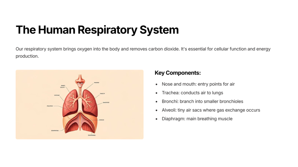 An anatomical diagram titled 'The Human Respiratory System' showing the pathway of air through the body.